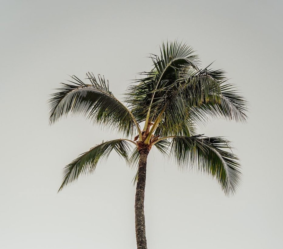 Last Minute Spring Break Must-Haves